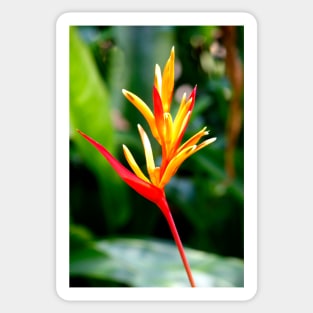 Tropical Flower Sticker